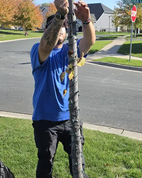 Technician wrapping a tree trunk with Christmas lights for a Blaine homeowner