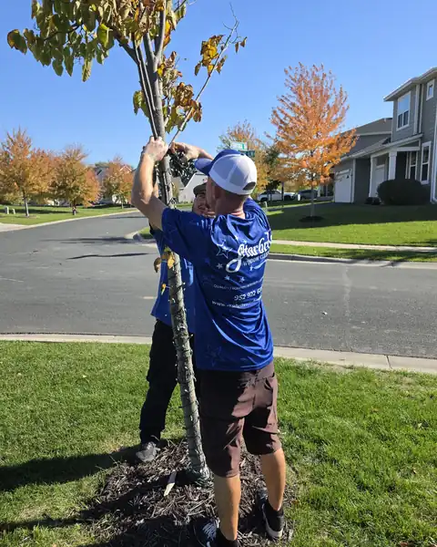 Two Starbrite technicians wrapping a tree with holiday lights in a Blaine neighborhood