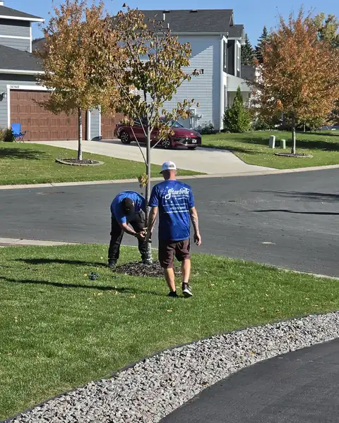 Starbrite holiday lighting crew wrapping a front-yard tree with lights in Blaine, MN